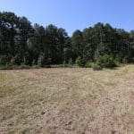 Mature pine timber on the 16.77-acre Laurens County property