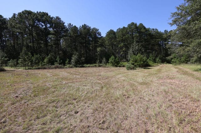Mature pine timber on the 16.77-acre Laurens County property